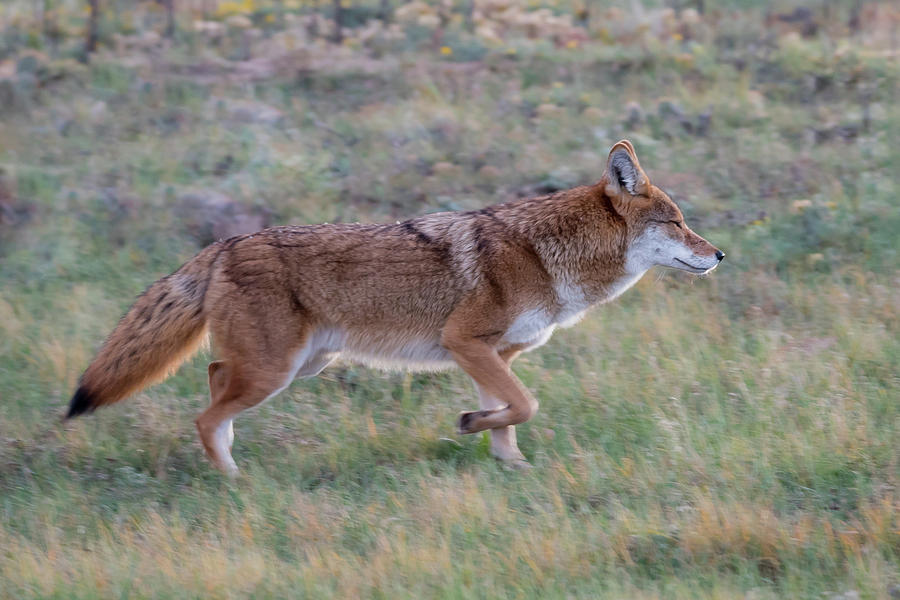 Coyote Portrait Photograph by Gary Kochel