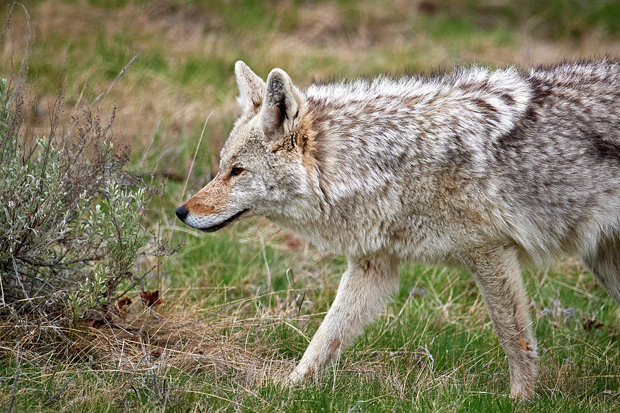 Coyote Portrait Photograph by Paul Freidlund