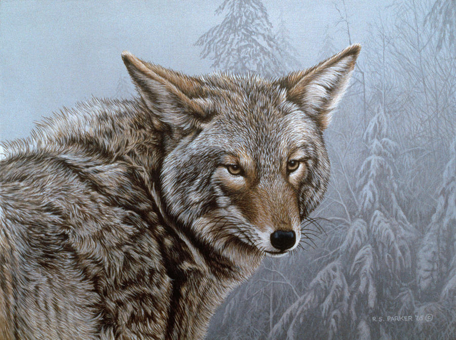 Coyote Portrait by Ron Parker