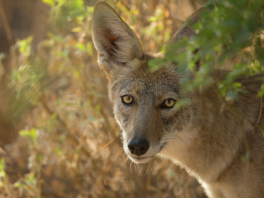 Coyote Portrait Photograph by Sue Cullumber