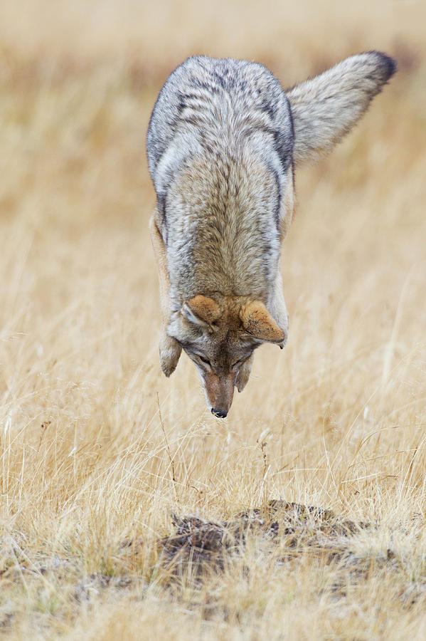 Coyote Pouncing Photograph By Ken Archer Fine Art America