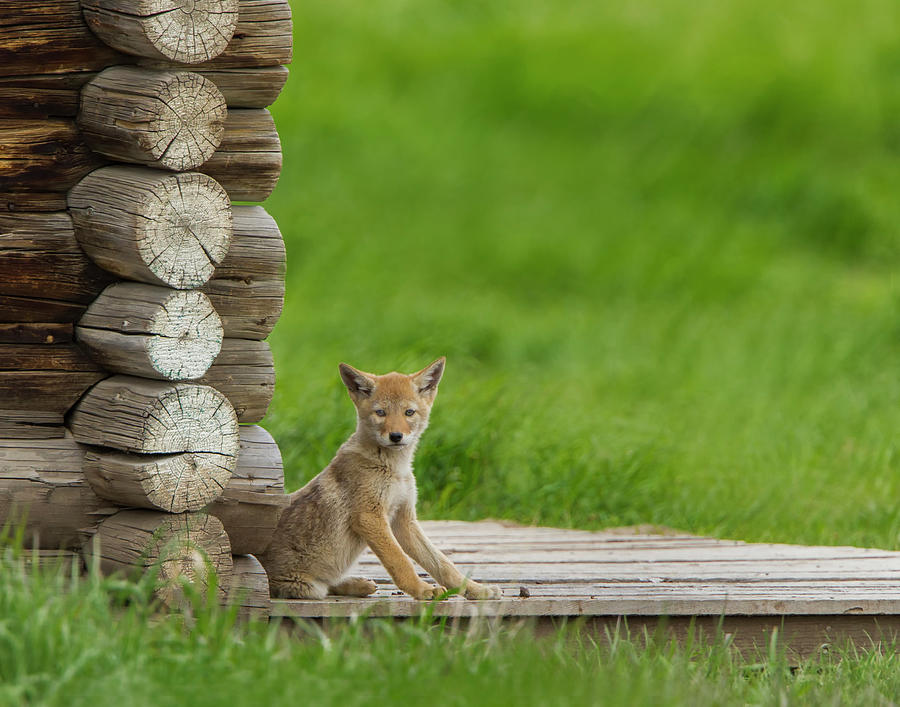 Coyote Pup On Log Cabin Porch Photograph by Galloimages Online
