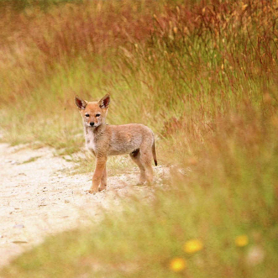 Coyote Pup on the Trail Photograph by Peggy Collins