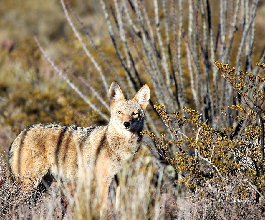 Coyote Sighting Photograph by Barbara Chichester