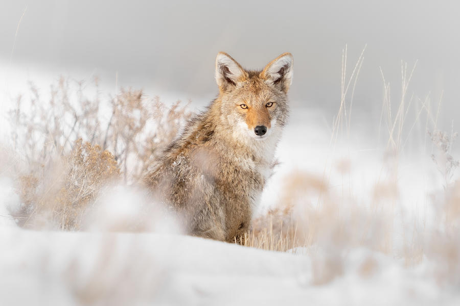 Coyote Sitting On The Snow Photograph by Jinchao Lyu - Fine Art America