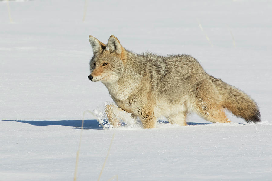 Coyote Stalking Photograph By Ken Archer - Fine Art America