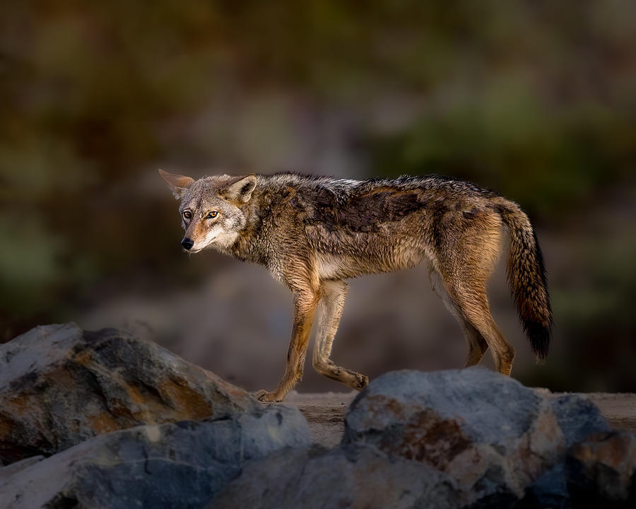 Coyote - The Bolsa Chica Ecological Reserve Photograph by Wanghan Li