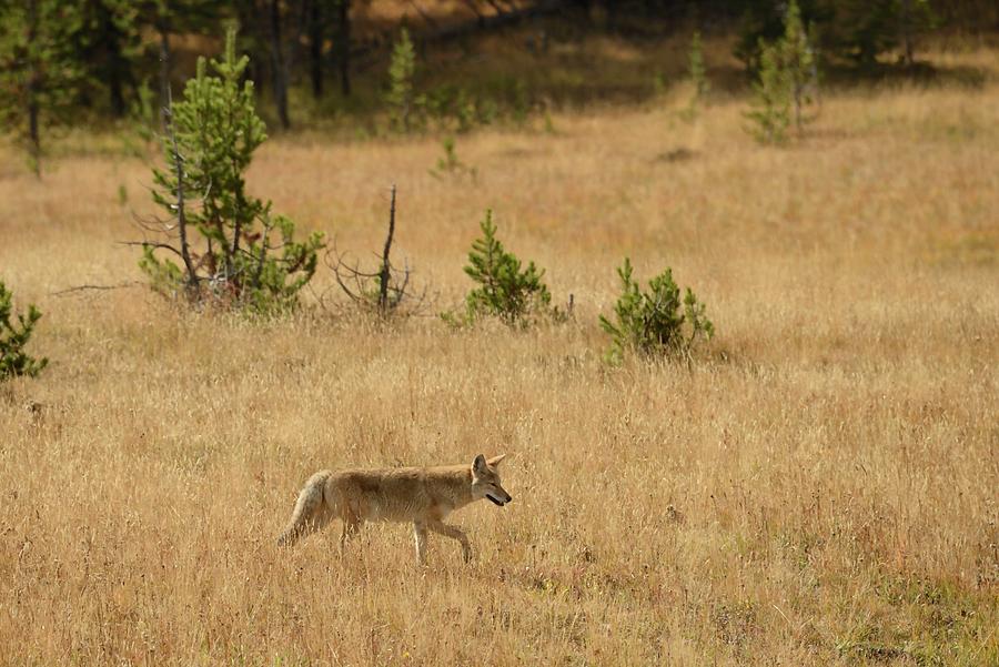 Coyote, Yellowstone Np, Wy Digital Art by Heeb Photos