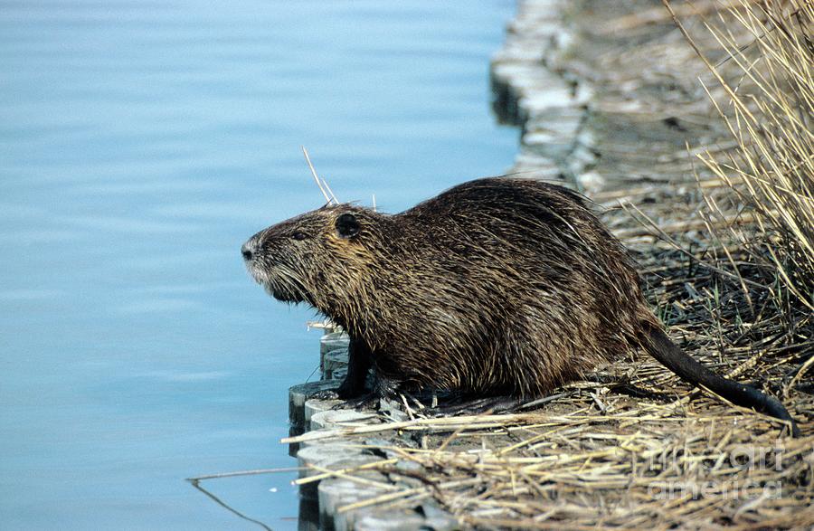 Coypu On A Water Bank Photograph by Chris Hellier/science Photo Library