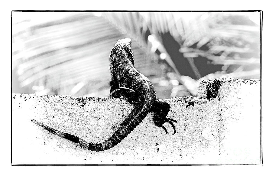 Cozumel Wildlife Photograph by Lenore Locken