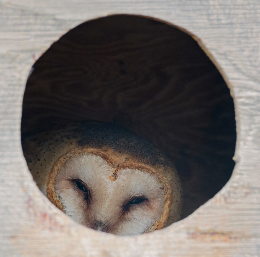 Cozy Barn Owl Photograph by Loree Johnson