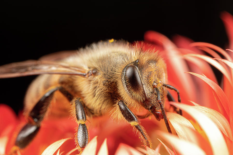 Cozy Honeybee Photograph by Brian Hale