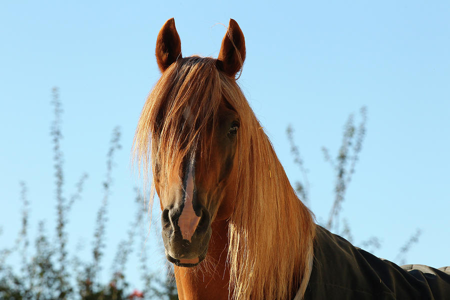 Horse Photograph - Cq2r2091 Arab Stallion, Pearl Island Arabians, Uk by Bob Langrish