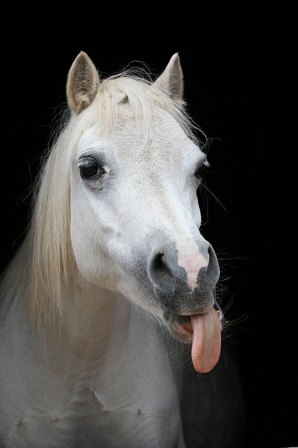Horse Photograph - Cq2r5343 Tongue Out, Welsh Mountain Pony, Llanarth Stud, Uk by Bob Langrish