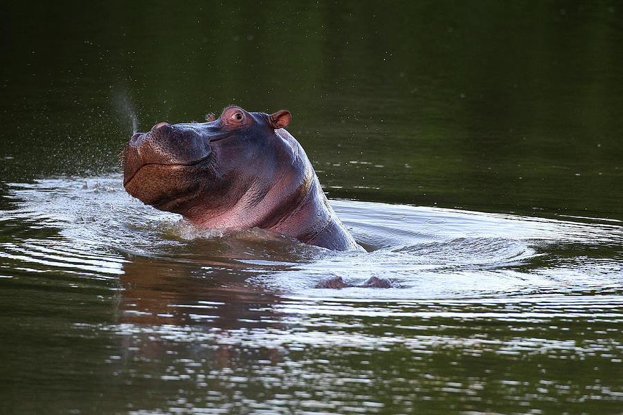 Hippopotamus Photograph - Cq2r6340 Hippopotamus Sa by Bob Langrish