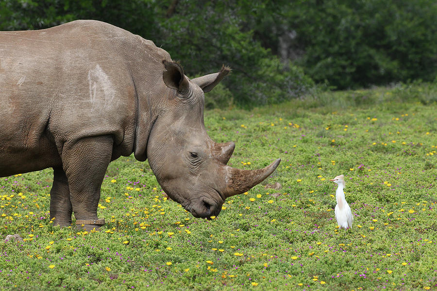 Animal Photograph - Cq2r6924 White Rhinoceros Sa by Bob Langrish
