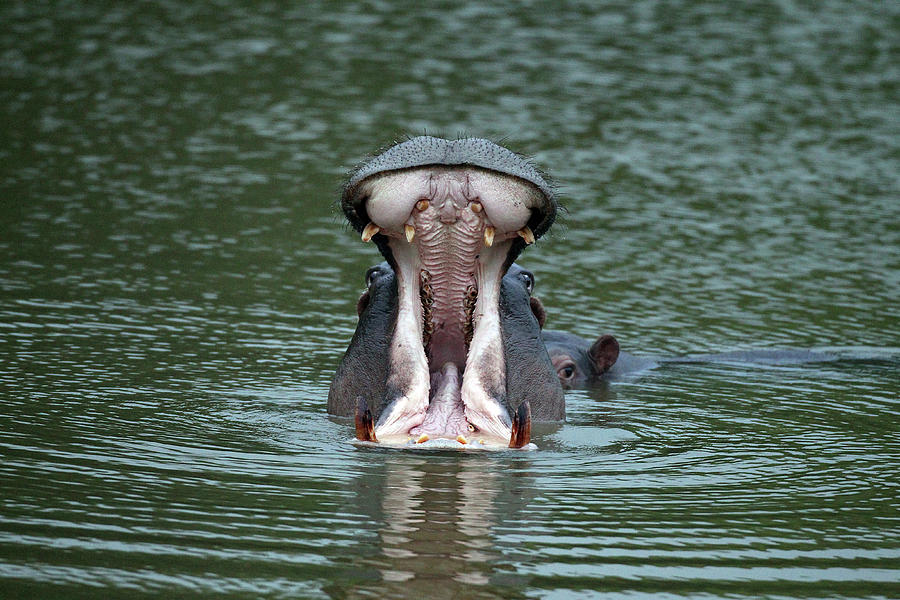 Hippopotamus Photograph - Cq2r7103 Hippopotamus Sa by Bob Langrish
