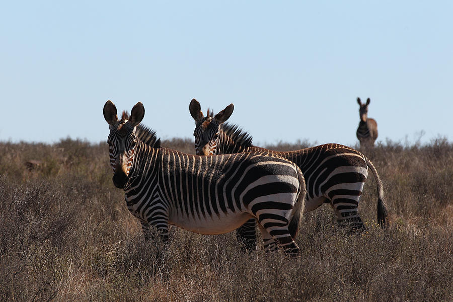 Zebra Photograph - Cq2r7212zebra - Cape Mountain by Bob Langrish