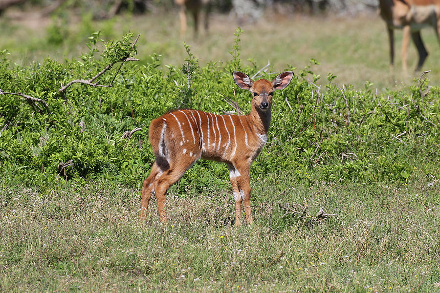 Cq2r7801 Nyala Calf Sa Photograph by Bob Langrish | Fine Art America