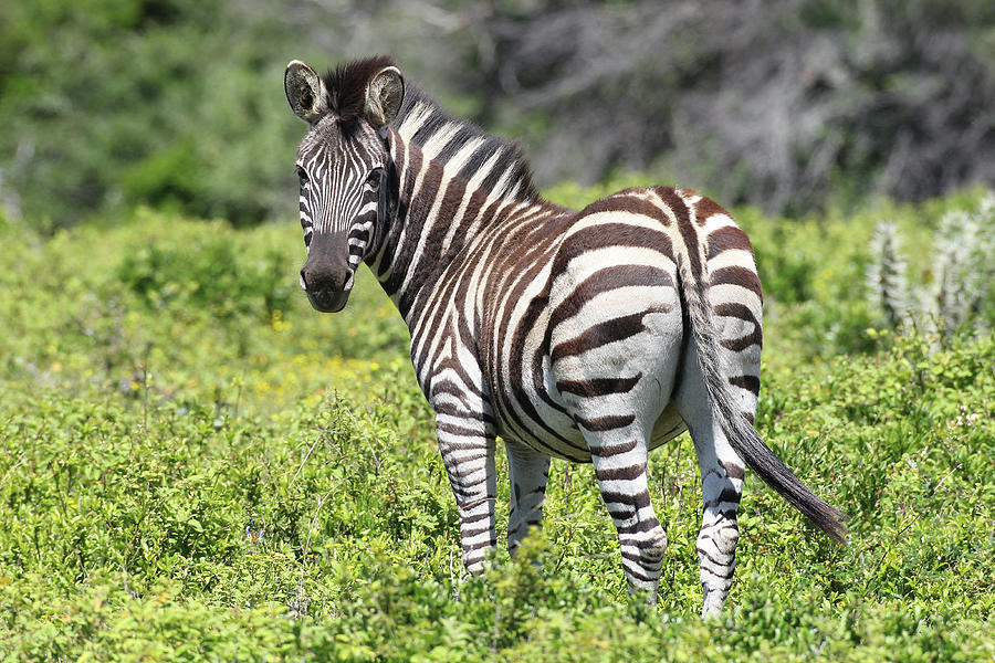 Cq2r7852 Zebra - Burchells Sa Photograph by Bob Langrish | Fine Art America