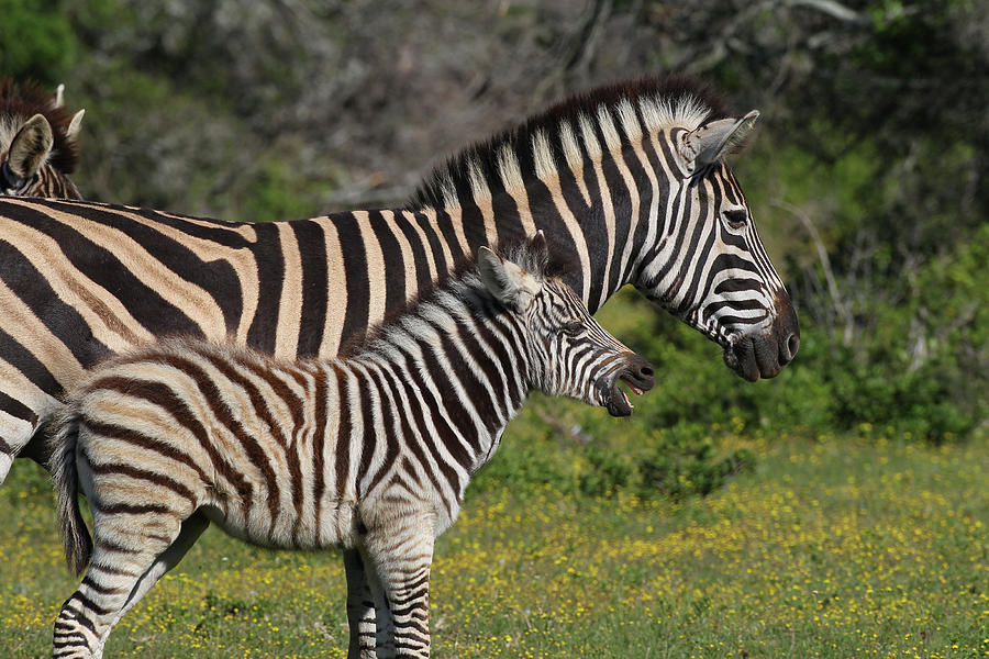 Animal Photograph - Cq2r8224 Zebra - Burchells And Calf Sa by Bob Langrish