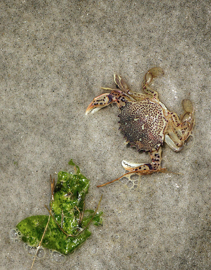 Crab and Seaweek Photograph by Cate Franklyn