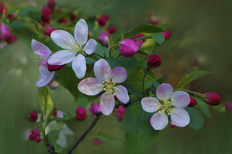 Crab apple blossoms Photograph by Isabela and Skender Cocoli Pixels