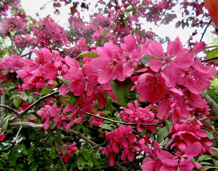 Crab apple blossoms by Stephanie Moore Crab apple blossoms by Stephanie Moore