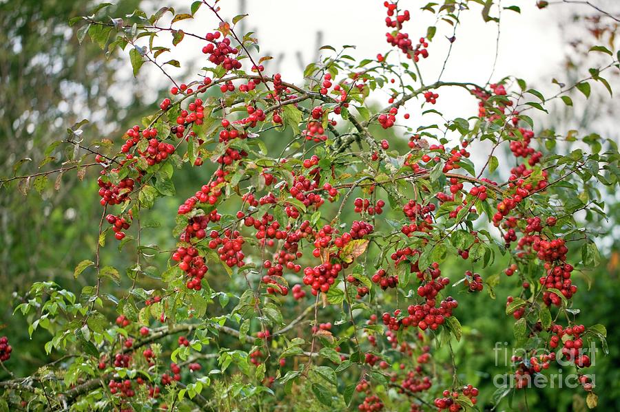 Crab Apple (malus snowcloud) Photograph by Dr Keith Wheeler/science Photo Library
