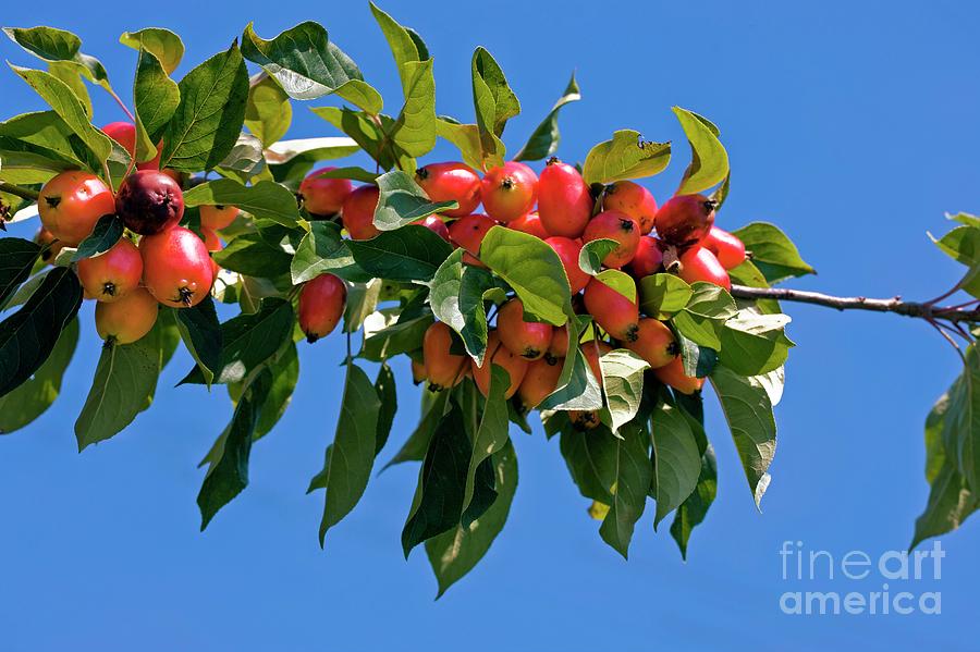Crab Apple (malus Sp.) Photograph by Dr Keith Wheeler/science Photo Library