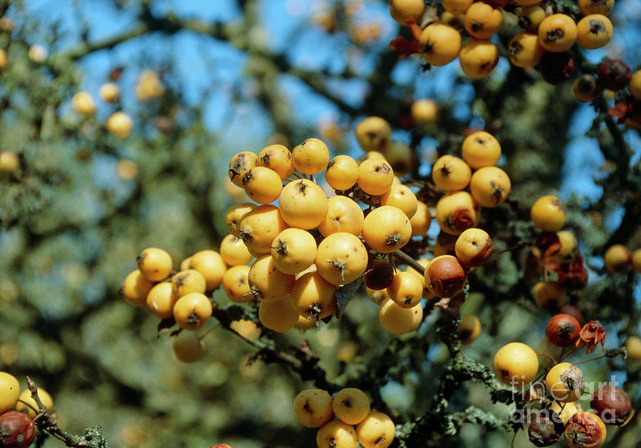 Crab Apple (malus X Zumi golden Hornet) Photograph by Mike Comb/science Photo Library