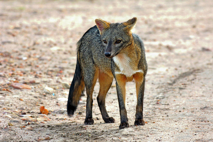Crabeating Fox, Kaalya National Park, South East Bolivia Photograph