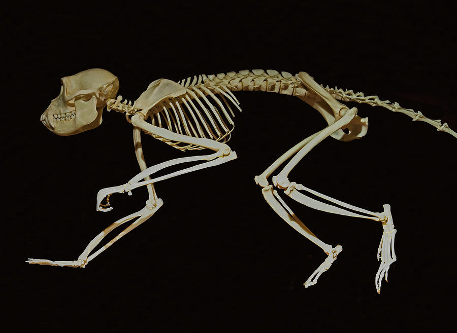 Crab-eating Macaque Skeleton Photograph by Millard H. Sharp