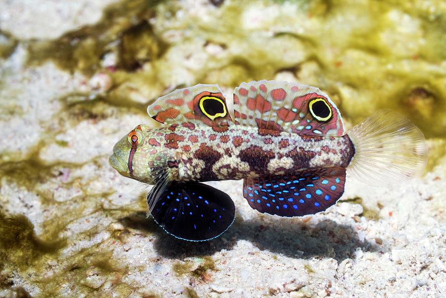 Crab-eye Goby Photograph by Georgette Douwma/science Photo Library - Pixels