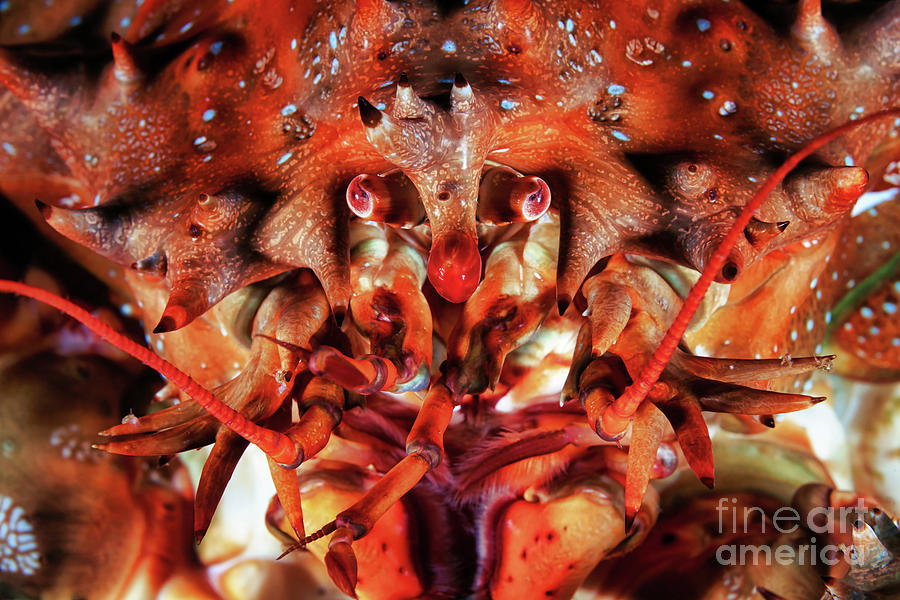 Crab Eyes And Mouthparts Photograph by Alexander Semenov/science Photo ...