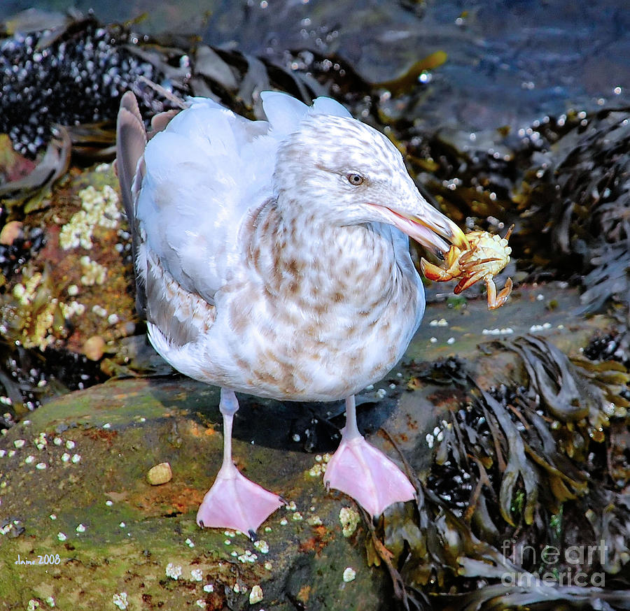 Crab for Lunch Photograph by Elaine Manley