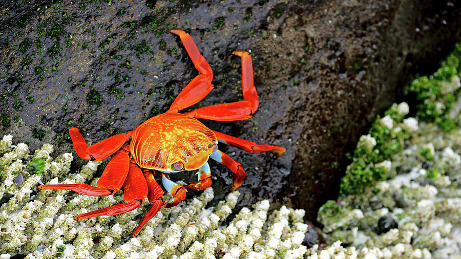 Crab- GI Photograph by Christopher Behrend | Fine Art America