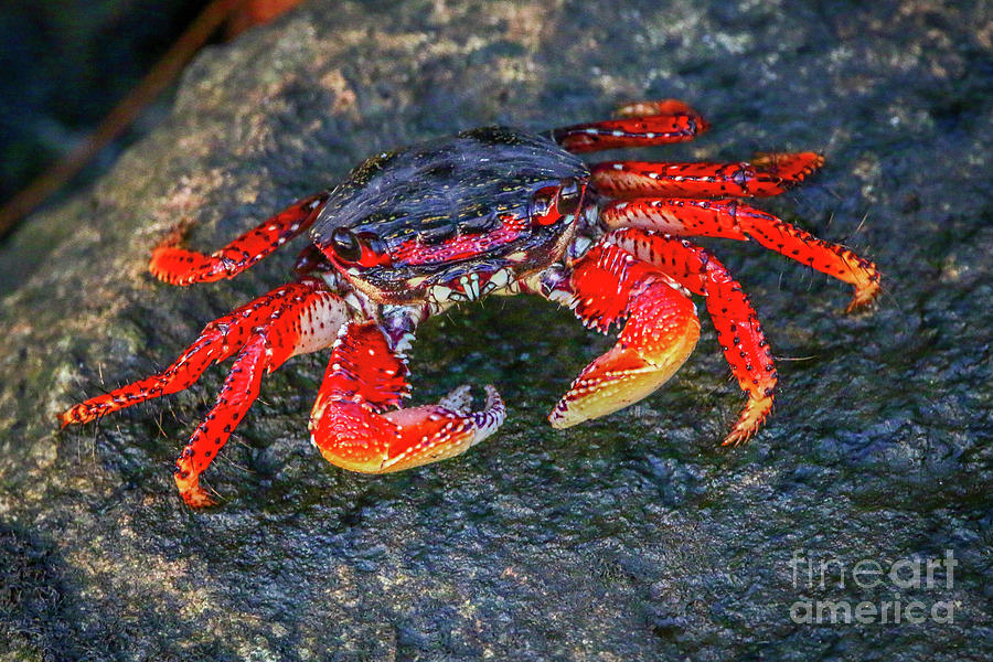 Crab Looking at You Photograph by Tom Claud