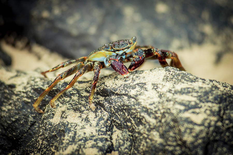 Crab On A Rock In Praia Sancho Photograph by Dosfotos / Design Pics
