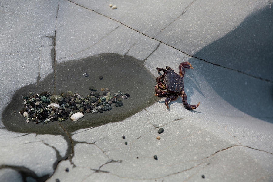 Crab on the rock Photograph by Alex Mironyuk