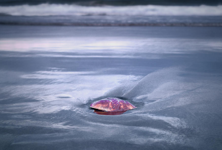 Crab Shell on Beach by SCENIC EDGE PHOTOGRAPHY Crab Shell on Beach by SCENIC EDGE PHOTOGRAPHY