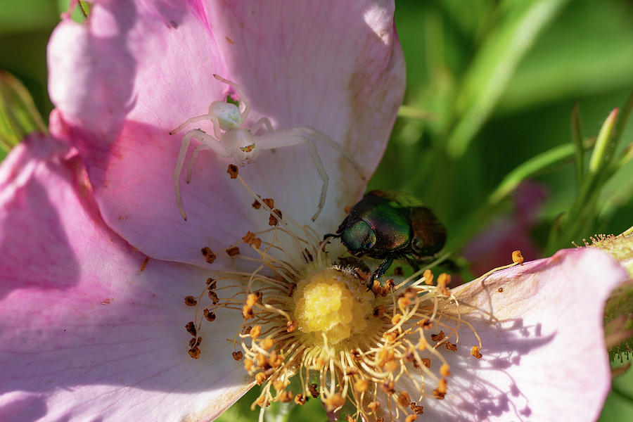Crab Spider Hunting Grounds Photograph by Brooke Bowdren