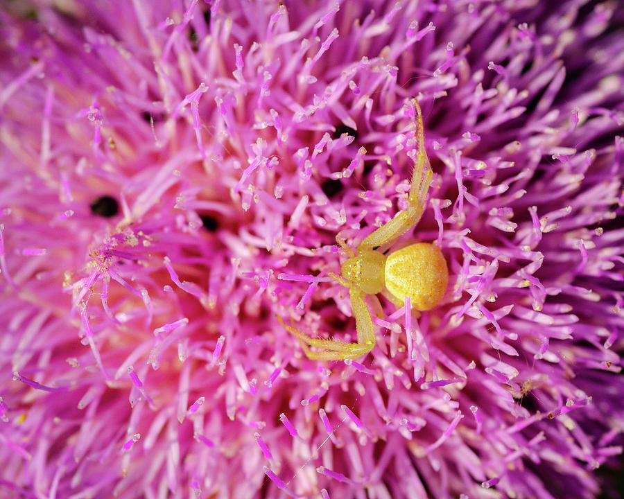 Crab Spider Photograph by Jeff Phillippi