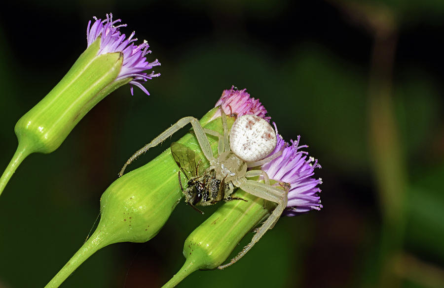 Crab Spider with Bee Photograph by Larah McElroy