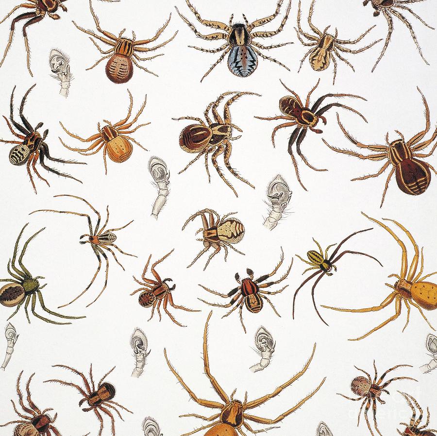 Crab Spiders And Scorpions Photograph by Natural History Museum, London ...