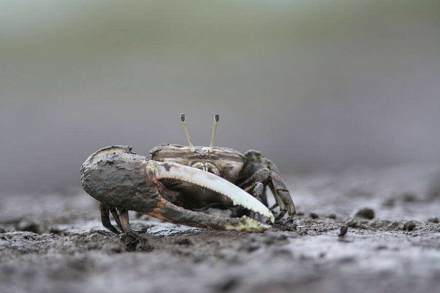 Crab With Large Pincer, In Mud. Kyushu Island, Japan. Photograph by ...