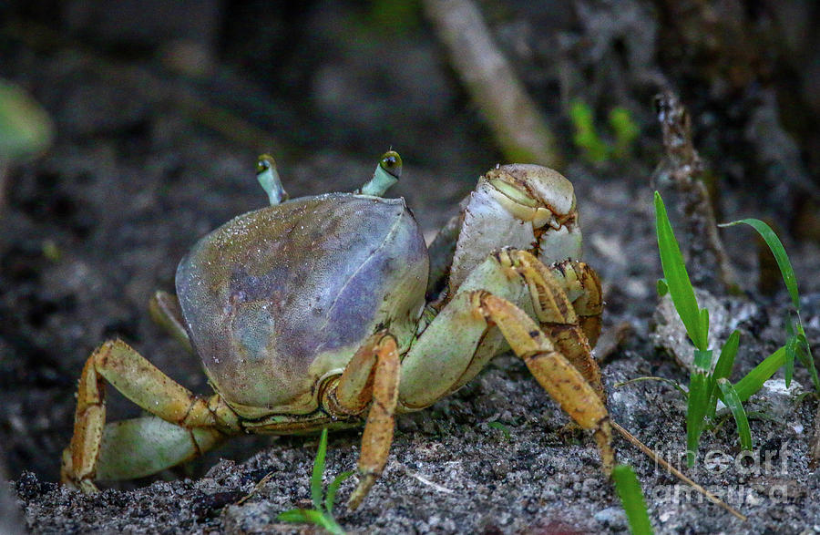 Crab with Rear View Vision Photograph by Tom Claud