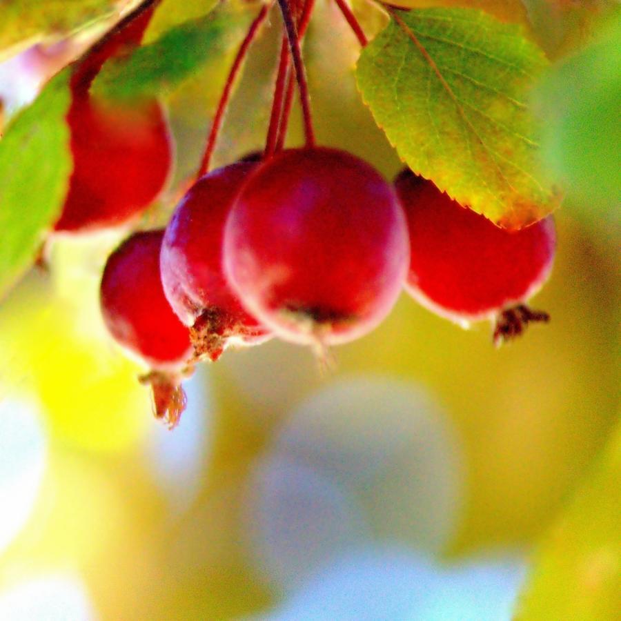 Crabapple Fruits Photograph by Joan Han