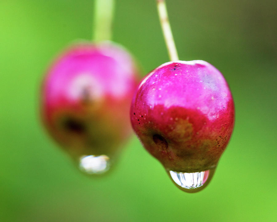 Nature Photography - Fruit Trees Photograph by Amelia Pearn