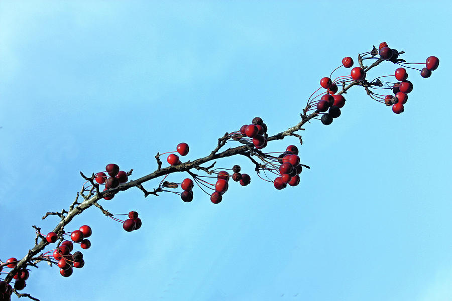 Crabapples by Kristin Elmquist Crabapples by Kristin Elmquist